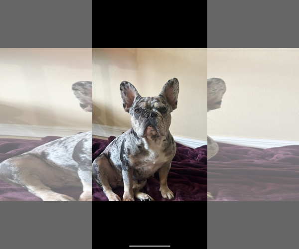 Medium Photo #12 French Bulldog Puppy For Sale in Sanford, FL, USA