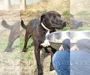 American Pit Bull Terrier-Unknown Mix Dogs for adoption in Shreveport, LA, USA