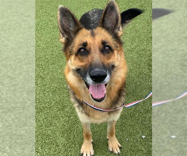 Medium Photo #2 German Shepherd Dog Puppy For Sale in Fayetteville, NC, USA