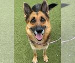 Small #1 German Shepherd Dog
