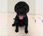 Small German Shepherd Dog Mix