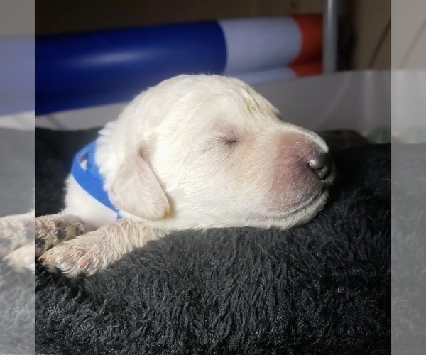 Medium Photo #5 Labradoodle Puppy For Sale in SAN ANTONIO, TX, USA