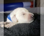 Small Photo #5 Labradoodle Puppy For Sale in SAN ANTONIO, TX, USA