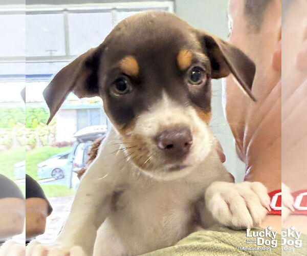 Medium Photo #1 Labrador Retriever-Unknown Mix Puppy For Sale in Washington, DC, USA