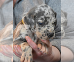 Small Photo #8 Great Dane Puppy For Sale in DANIELSON, CT, USA