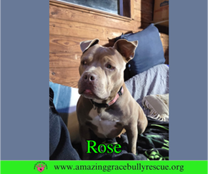Rose - Female American Pit Bull Terrier-Unknown Mix Dog for Adoption - Photo #12