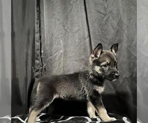 German Shepherd Dog-Unknown Mix Dogs for adoption in San Antonio, TX, USA