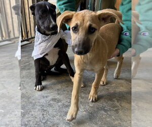 Maple - Female Labrador Retriever-Unknown Mix Dog for Adoption - Photo #2