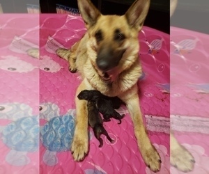 Mother of the German Shepherd Dog puppies born on 07/06/2022
