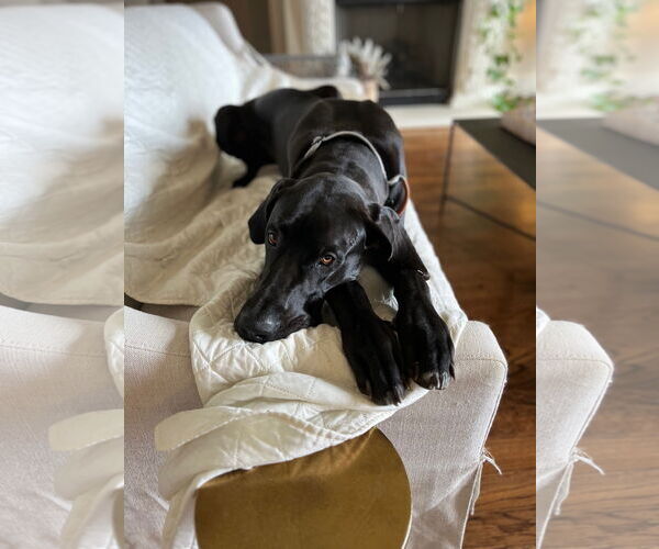 Medium Photo #3 Mutt Puppy For Sale in Gulfport, MI, USA
