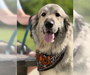 Great Pyrenees-Unknown Mix Dogs for adoption in Croydon, NH, USA