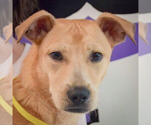 Black Mouth Cur-Unknown Mix Dogs for adoption in Huntley, IL, USA