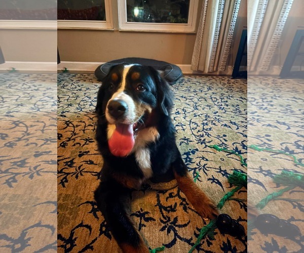 Medium Photo #4 Bernese Mountain Dog Puppy For Sale in Valrico, FL, USA