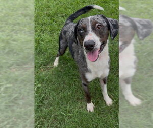 DOLBY - Male Catahoula Leopard Dog-Unknown Mix Dog for Adoption - Photo #2