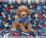 Artie - Male Cavapoo (Miniature) Puppy for Sale - Photo #8