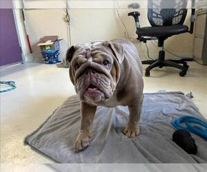 Bulldog Dogs for adoption in Santa Cruz, CA, USA