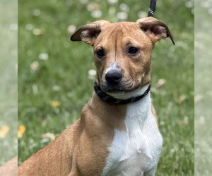 Mutt Dogs for adoption in Yardley, PA, USA