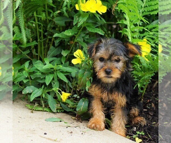 Medium Photo #1 Yorkshire Terrier Puppy For Sale in FREDERICKSBG, OH, USA