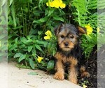 Small Photo #1 Yorkshire Terrier Puppy For Sale in FREDERICKSBG, OH, USA