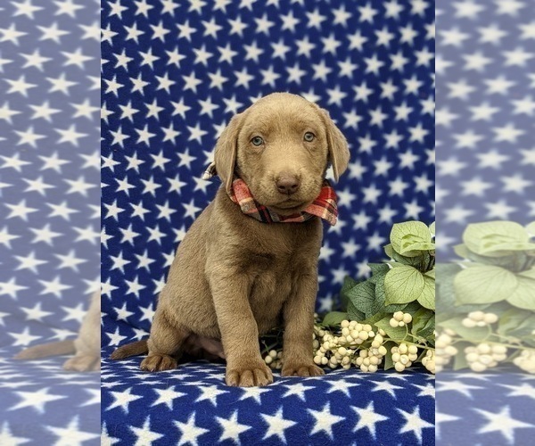 Medium Photo #1 Labrador Retriever Puppy For Sale in KINZERS, PA, USA
