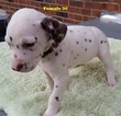 Small Photo #22 Dalmatian Puppy For Sale in ELKMONT, AL, USA