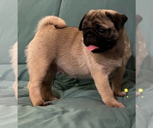 American Lo-Sze Pugg Puppy for Sale in PONDER, Texas USA