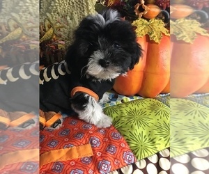 Havanese Puppy for sale in LIVONIA, MI, USA