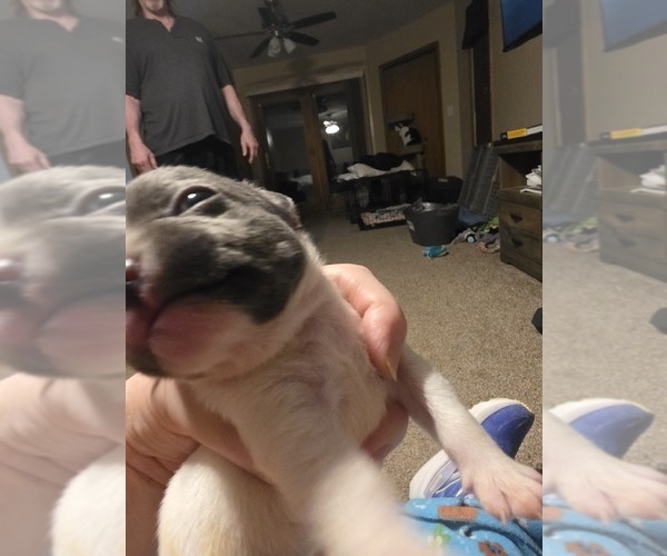 Medium Photo #41 French Bulldog Puppy For Sale in ASHLAND, OH, USA