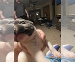 Small #8 French Bulldog