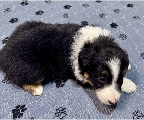Medium Photo #41 Miniature Australian Shepherd Puppy For Sale in SALISBURY, NC, USA