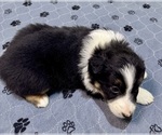 Small #14 Miniature Australian Shepherd