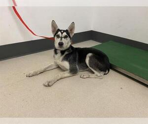 Siberian Husky Dogs for adoption in Corona, CA, USA