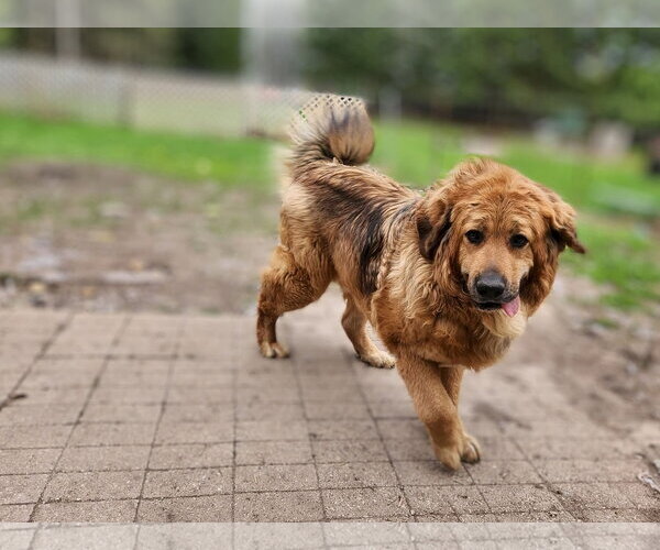 Medium Photo #4 Tibetan Mastiff Puppy For Sale in New London, WI, USA