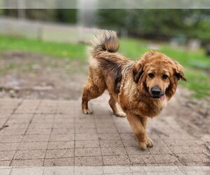Hudson - Male Tibetan Mastiff Dog for Adoption - Photo #4