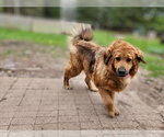 Small #3 Tibetan Mastiff