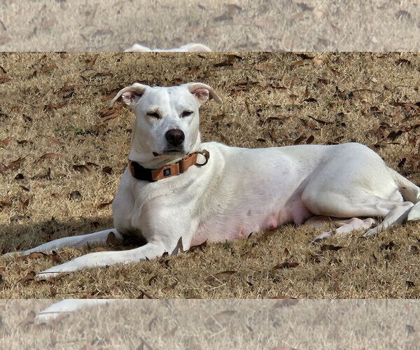 Medium Photo #8 American Staffordshire Terrier-Labrador Retriever Mix Puppy For Sale in Arlington, VA, USA