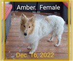 Small Photo #2 Collie Puppy For Sale in KINROSS, IA, USA