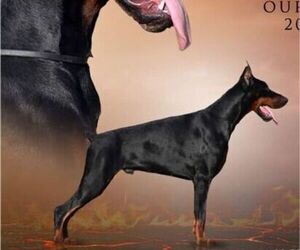 Father of the Doberman Pinscher puppies born on 12/20/2021
