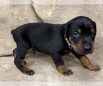 Small #16 Doberman Pinscher