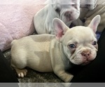 Puppy Puppy 2 French Bulldog