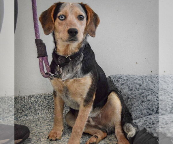 Medium Photo #2 Australian Shepherd-Beagle Mix Puppy For Sale in Huntley, IL, USA