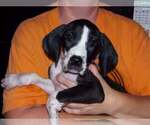 Puppy Miranda Great Dane