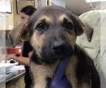 Small German Shepherd Dog