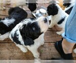 Small Photo #10 Pyredoodle Puppy For Sale in MARION, TX, USA