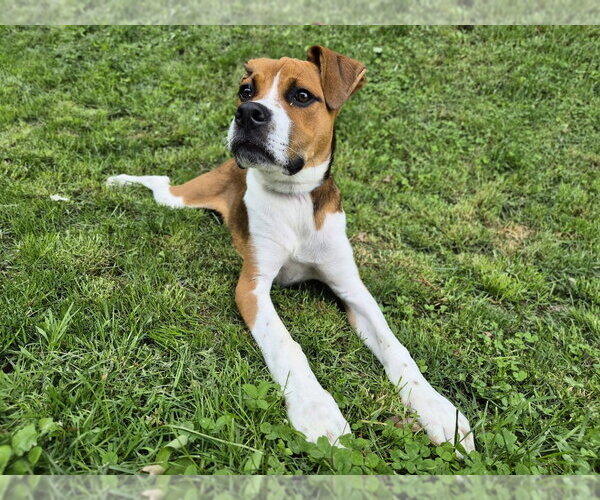 Medium Photo #3 Mutt Puppy For Sale in Springdale, PA, USA