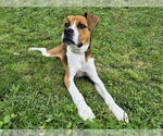 Small #2 Mutt