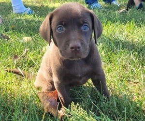 Labrador Retriever Puppy for sale in GRANVILLE, IA, USA