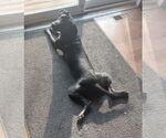 Small #2 Labrador Retriever Mix