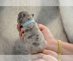 Small Photo #8 French Bulldog Puppy For Sale in ALPHARETTA, GA, USA
