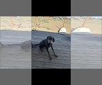Small Doberman Pinscher